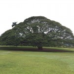 image1.JPG